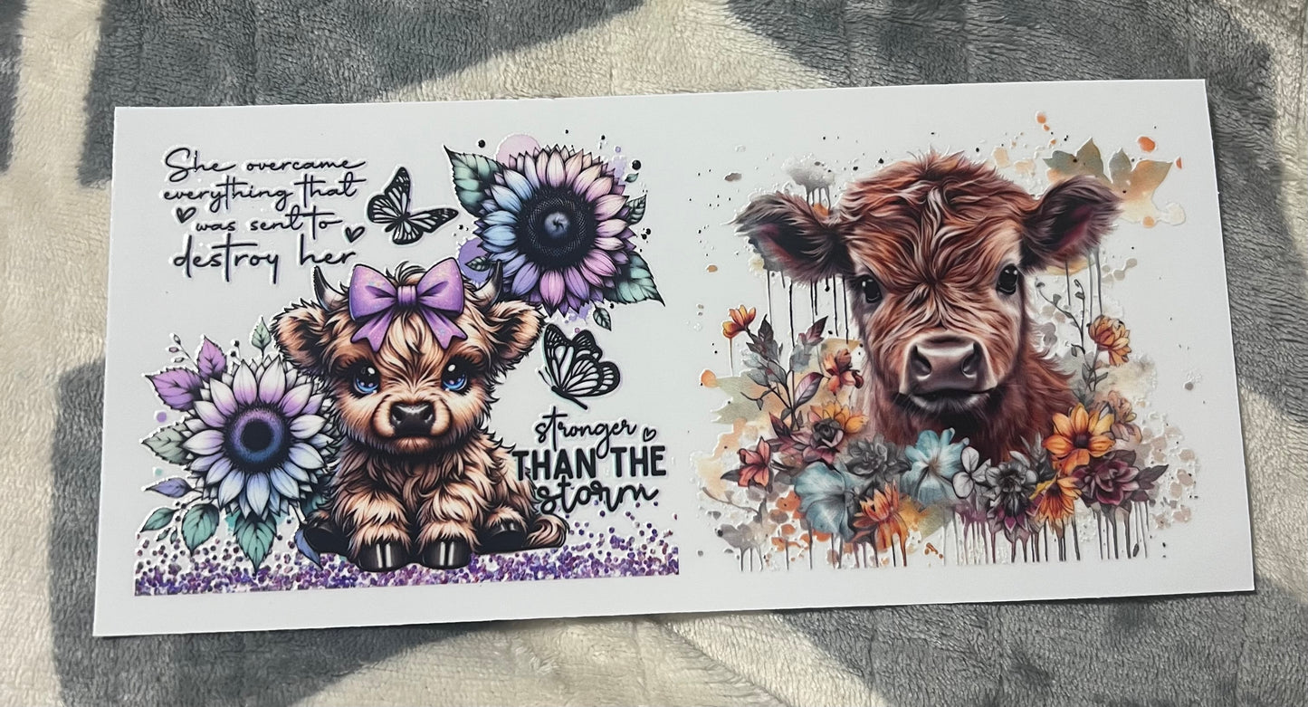 Highland Cow 3